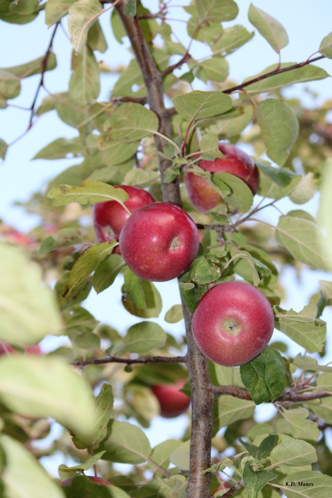 "Remain in me, and I will remain in you. No branch can bear fruit by itself; it must remain in the vine. Neither can you bear fruit unless you remain in me. I am the vine; you are the branches. If a man remains in me and I in him, he will bear much fruit; apart from me you can do nothing."  - John 15:4-5